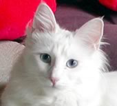Gatto d'Angora bianco