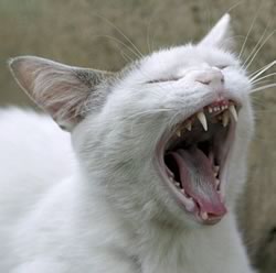 Denti del gatto
