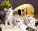 I gatti e la musica