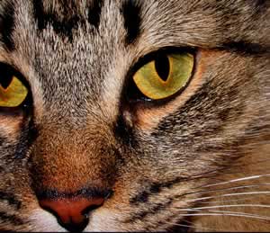 Occhi di gatto