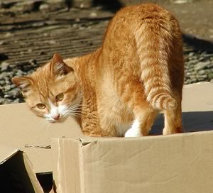 Gatto nello scatolone
