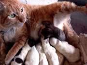 allattamento dei gatti