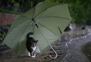 gatto vicino al ruscello con ombrello