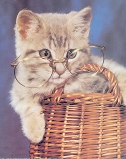 gatto con gli occhiali