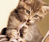 Gatto che mangia le stringhe