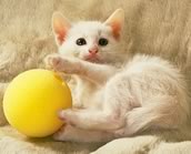Gatto con palla
