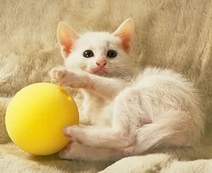 gatto con palla