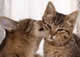 gatti che si baciano