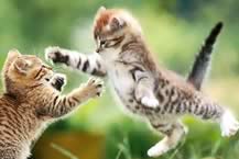 Gatti in combattimento