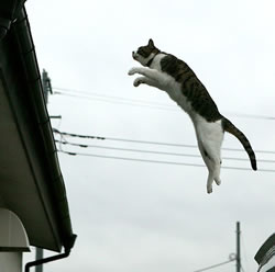 Gatto che salta