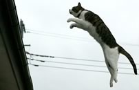 Un gatto che salta