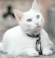 gatto bianco con collarino