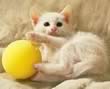 Gatto che gioca con la palla