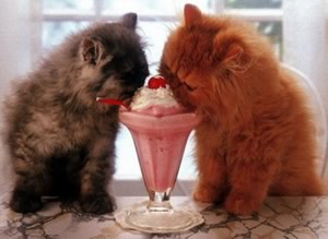 Gatti con gelato