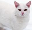 Gatto bianco