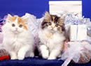 gatti con pacchi regali