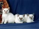 tre gattini bianchi