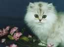gatto bianco fra le rose