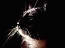 Profilo di gatto bianco nero