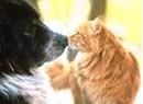Bacio fra cane e gatto