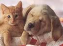 Cane e gatto beige
