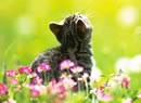 gattino fra i fiori