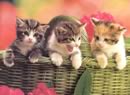 gattini nella cesta