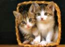 gatti nel cesto
