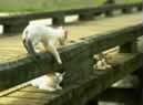 gatti sul ponte