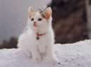 gattino bianco