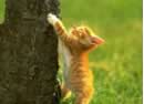 gattino  che graffia l'albero
