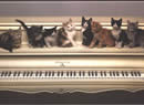 gatti sul pianoforte