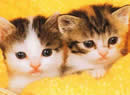 gattini in giallo