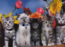 gatti con i fiori
