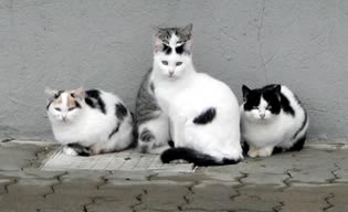 Attenti ai quattro gatti
