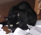 gatta nera gioca con la carta