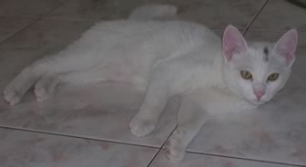 gattino bianco sul pavimento
