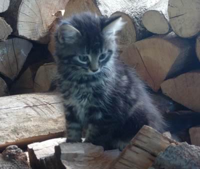 gattino tra la legna