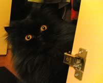 Gatto in armadio