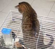 Gatto in gabbia