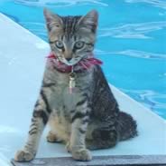 Gatto in piscina