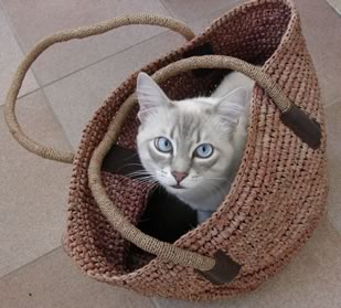 Gatto nella borsa