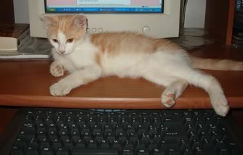 il gatto ed il computer