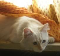 Kitty sotto le tende