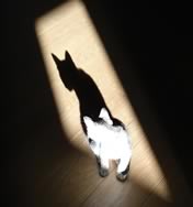 L ombra del gatto