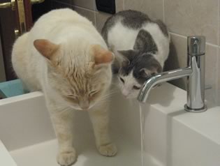 gatti che bevono dal rubinetto