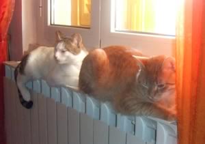 Gatti sul termosifone
