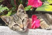 Gattino nel vaso di fiori