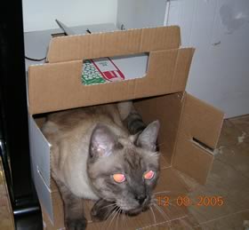 Koko in scatola