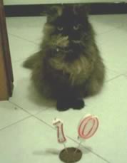 Compleanno del gatto Margot
